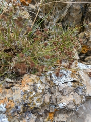 Asperula supina caespitans