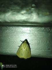 Marimatha nigrofimbria