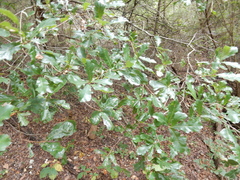 Quercus sinuata breviloba