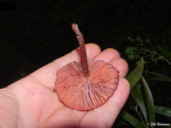 Laccaria laccata