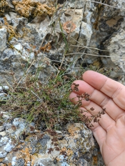 Asperula supina caespitans
