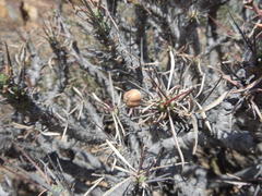 Euphorbia loricata
