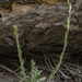 Fendler's Rockcress - Photo no rights reserved, uploaded by Craig Martin