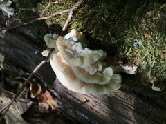 Antrodiella