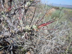 Euphorbia loricata