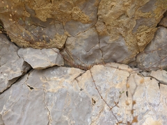 Arenaria leptoclados