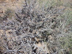 Euphorbia loricata