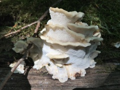 Antrodiella