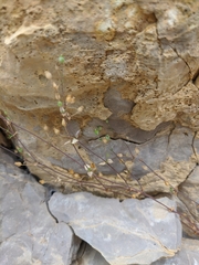 Arenaria leptoclados