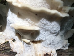Antrodiella