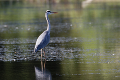 Ardea cinerea