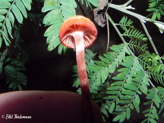 Laccaria laccata