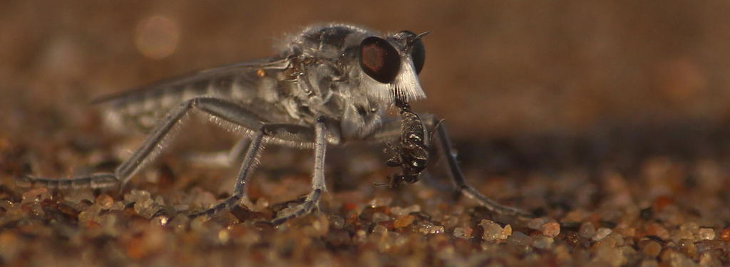 Clinopogon