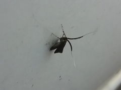 Adela caeruleella