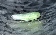 Chlorotettix viridius