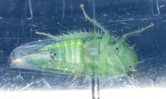 Chlorotettix viridius