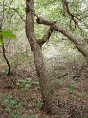 Quercus sinuata breviloba
