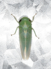 Chlorotettix viridius