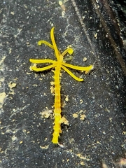 Acrocirridae