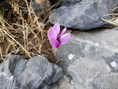 Cyclamen graecum