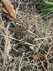 Pararge aegeria