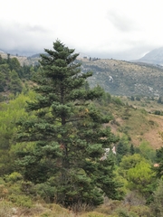 Abies cephalonica