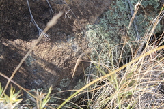 Trachylepis aureopunctata