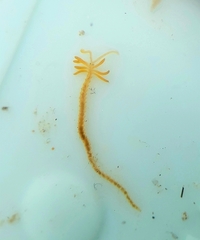 Acrocirridae
