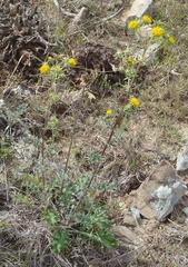 Berkheya heterophylla radiata