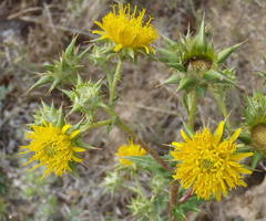 Berkheya heterophylla radiata
