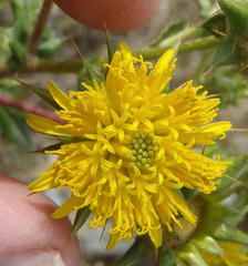 Berkheya heterophylla radiata