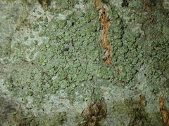 Buellia griseovirens