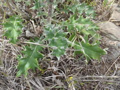 Berkheya heterophylla radiata