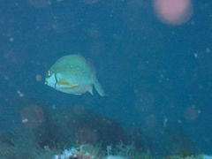 Chirodactylus brachydactylus