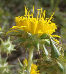 Berkheya heterophylla radiata