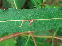 Mompha raschkiella