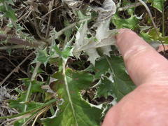 Berkheya heterophylla radiata