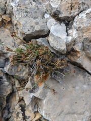 Asperula supina caespitans