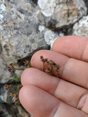 Asperula supina caespitans