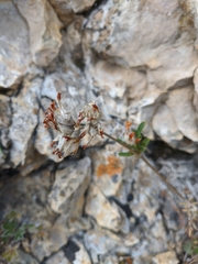 Anthyllis vulneraria boissieri
