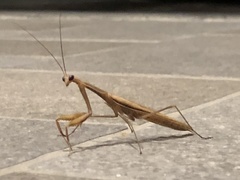Mantis religiosa