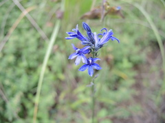 Lobelia gruina