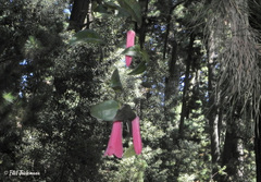 Lapageria rosea