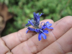 Lobelia gruina