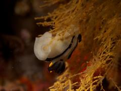 Polycera capensis
