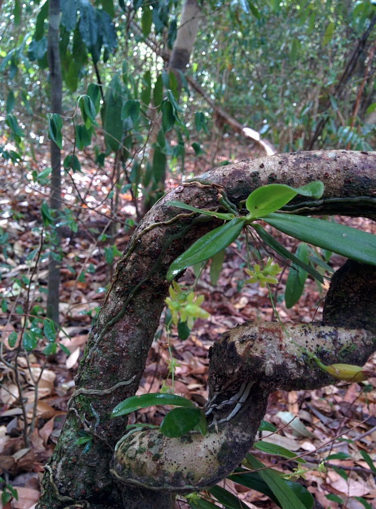 Lemurella culicifera