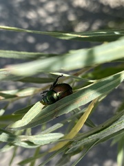 Popillia japonica