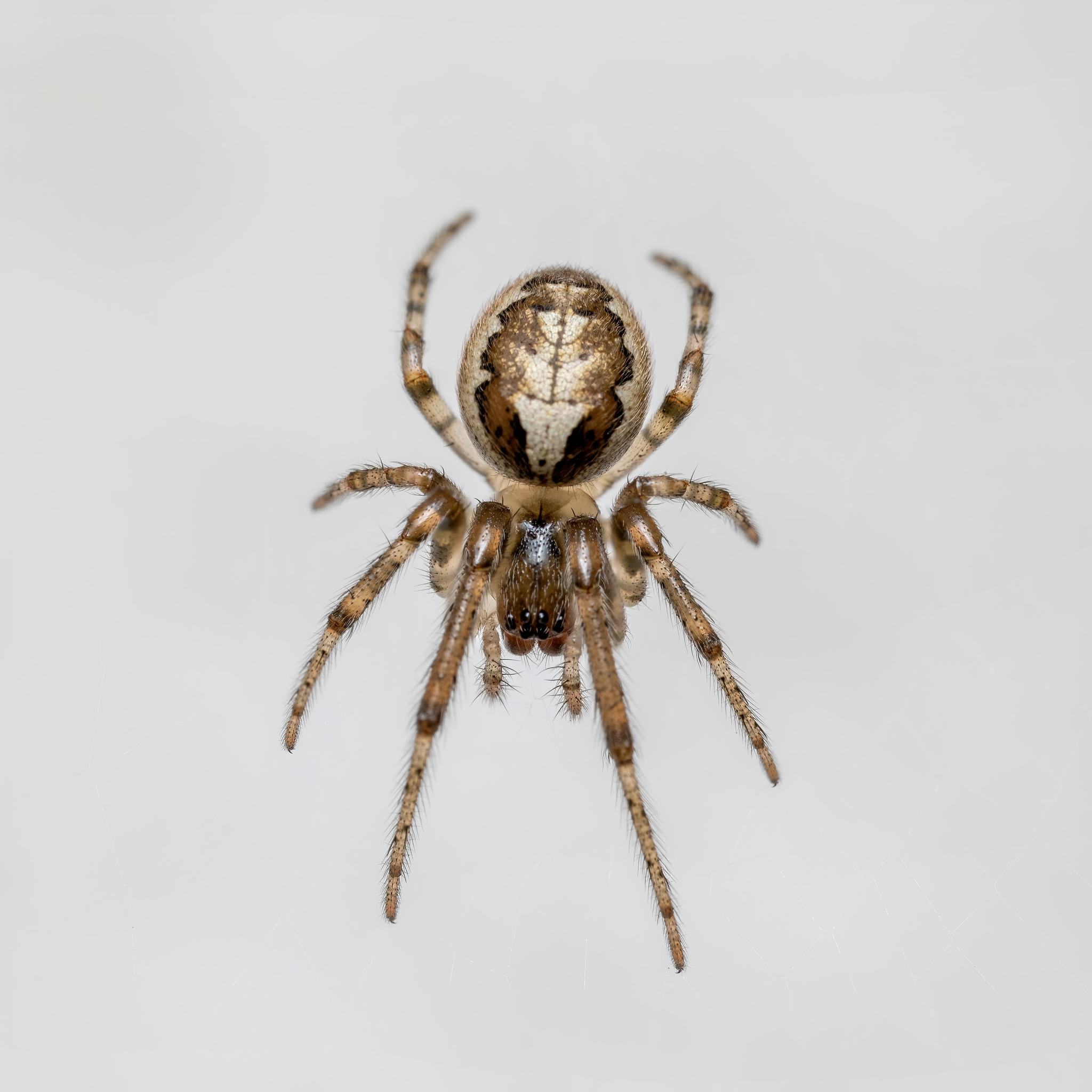 【DEKAVITA様 】1/f spider 1/f Spider | 1/fspace ｜ 1/fspace