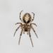 Silver-sided Sector Spider - Photo (c) Alexis Lours, some rights reserved (CC BY), uploaded by Alexis Lours