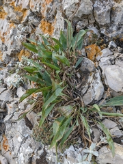 Takhtajaniantha crispa